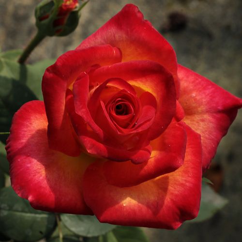 Rosa Alinka - geel - rood - floribunda roos